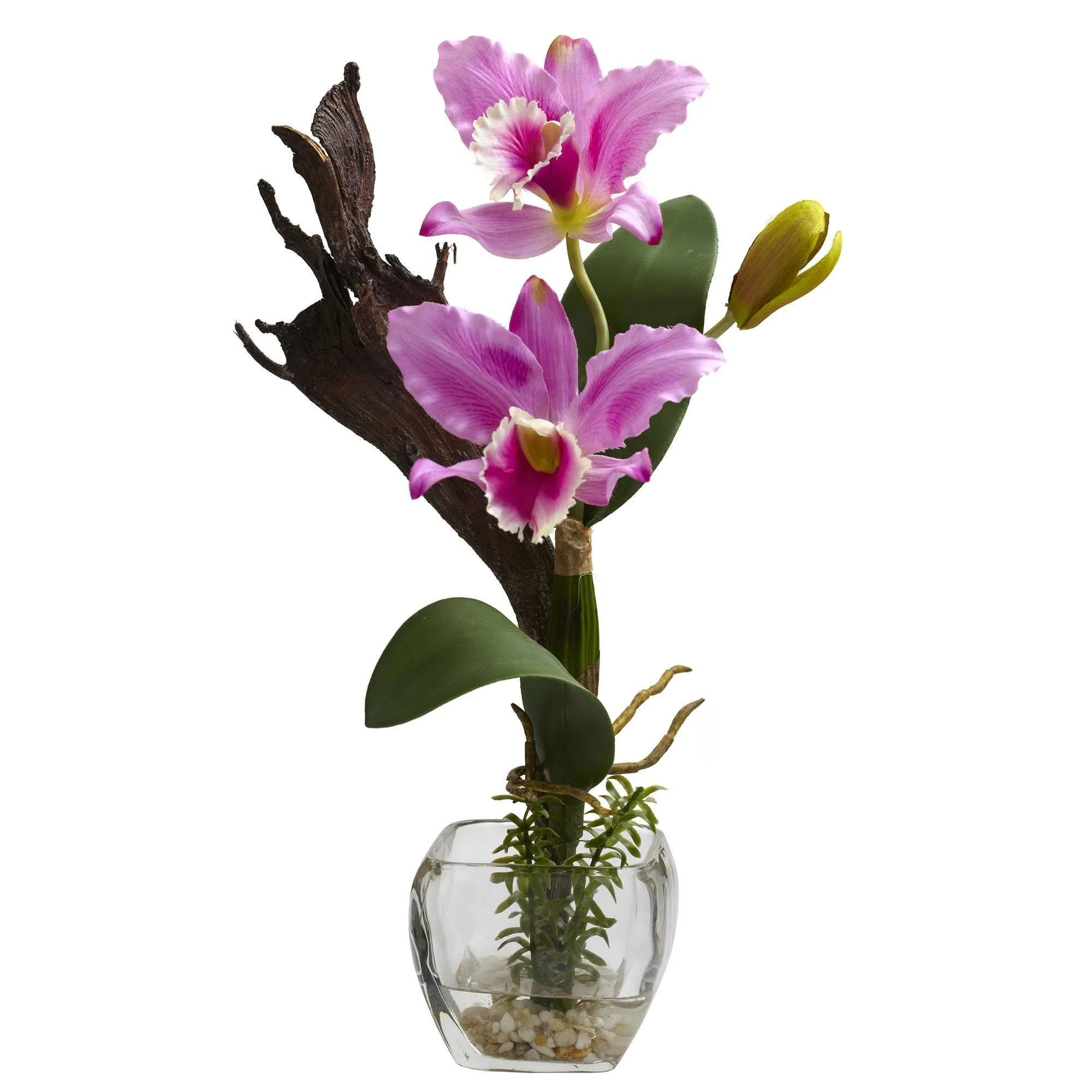 Mini Cattleya Orchid Arrangement (Set of 3) - Image 2