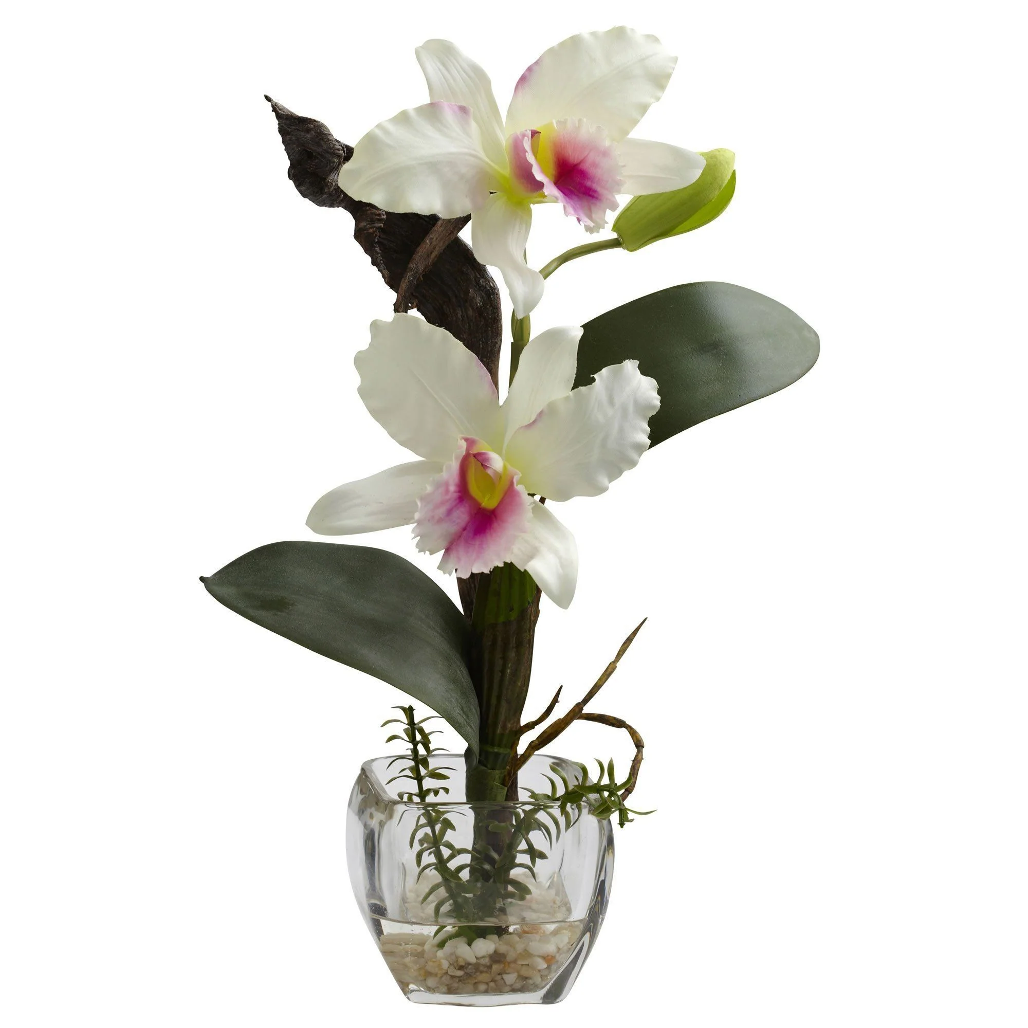 Mini Cattleya Orchid Arrangement (Set of 3) - Image 3