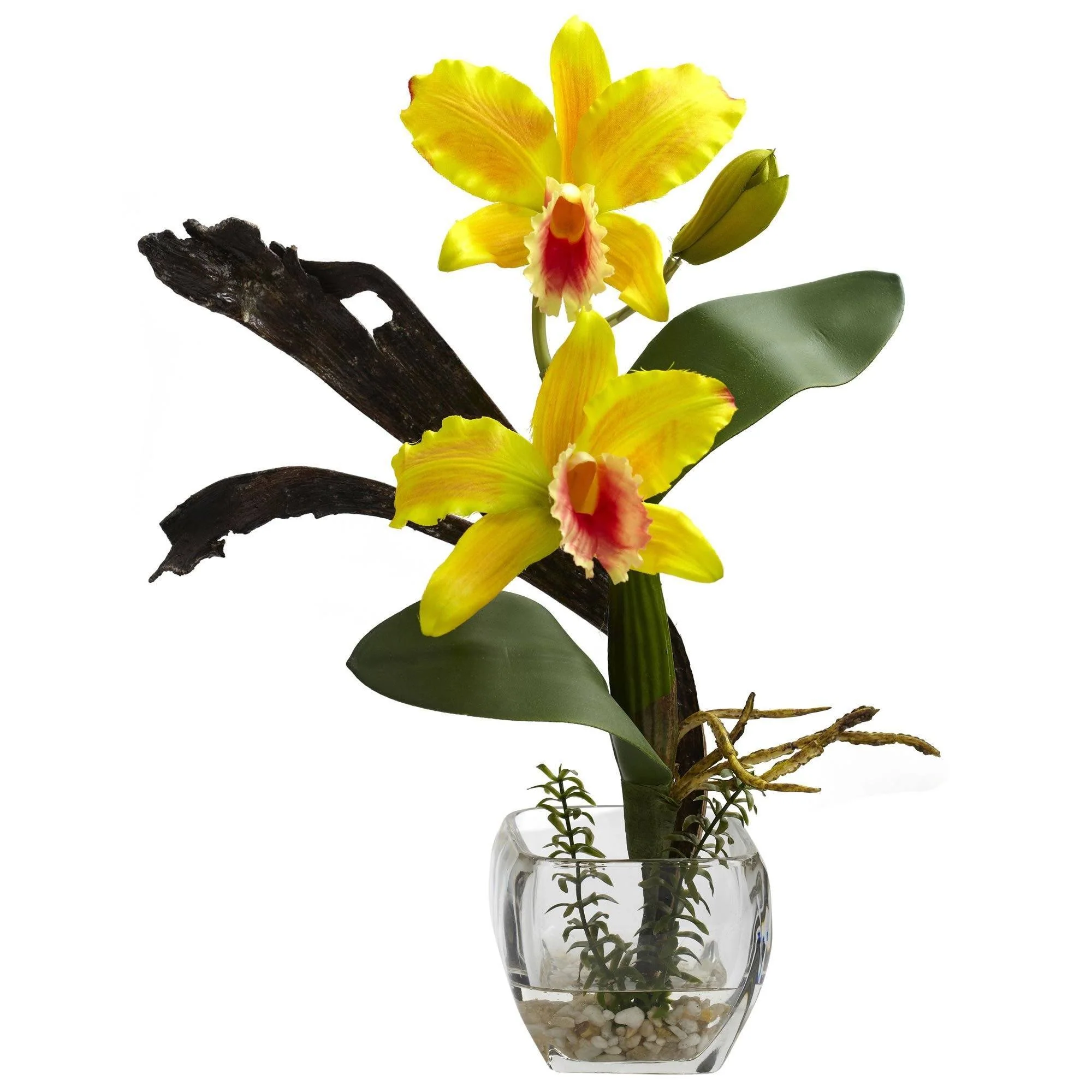 Mini Cattleya Orchid Arrangement (Set of 3) - Image 4