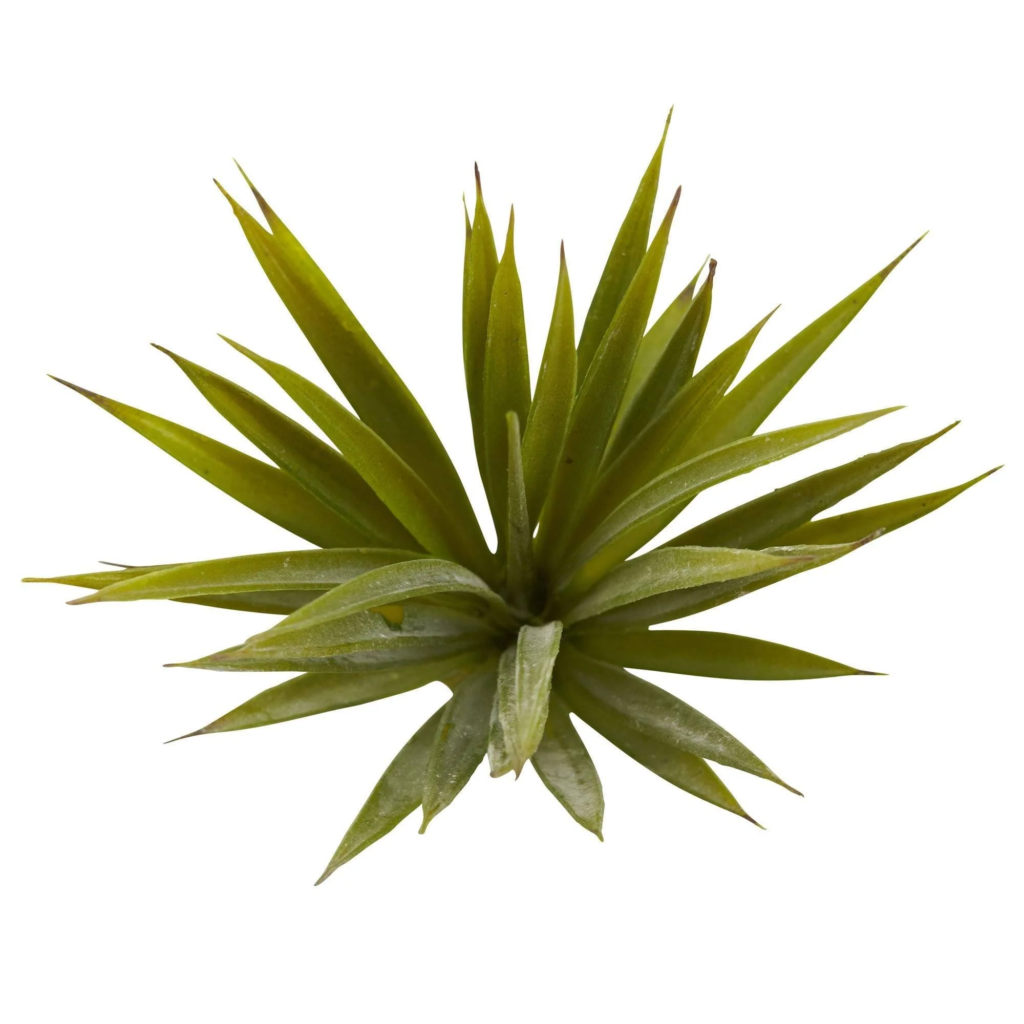 Mini Spiky Agave Succulent Plant (Set of 12) - Image 2