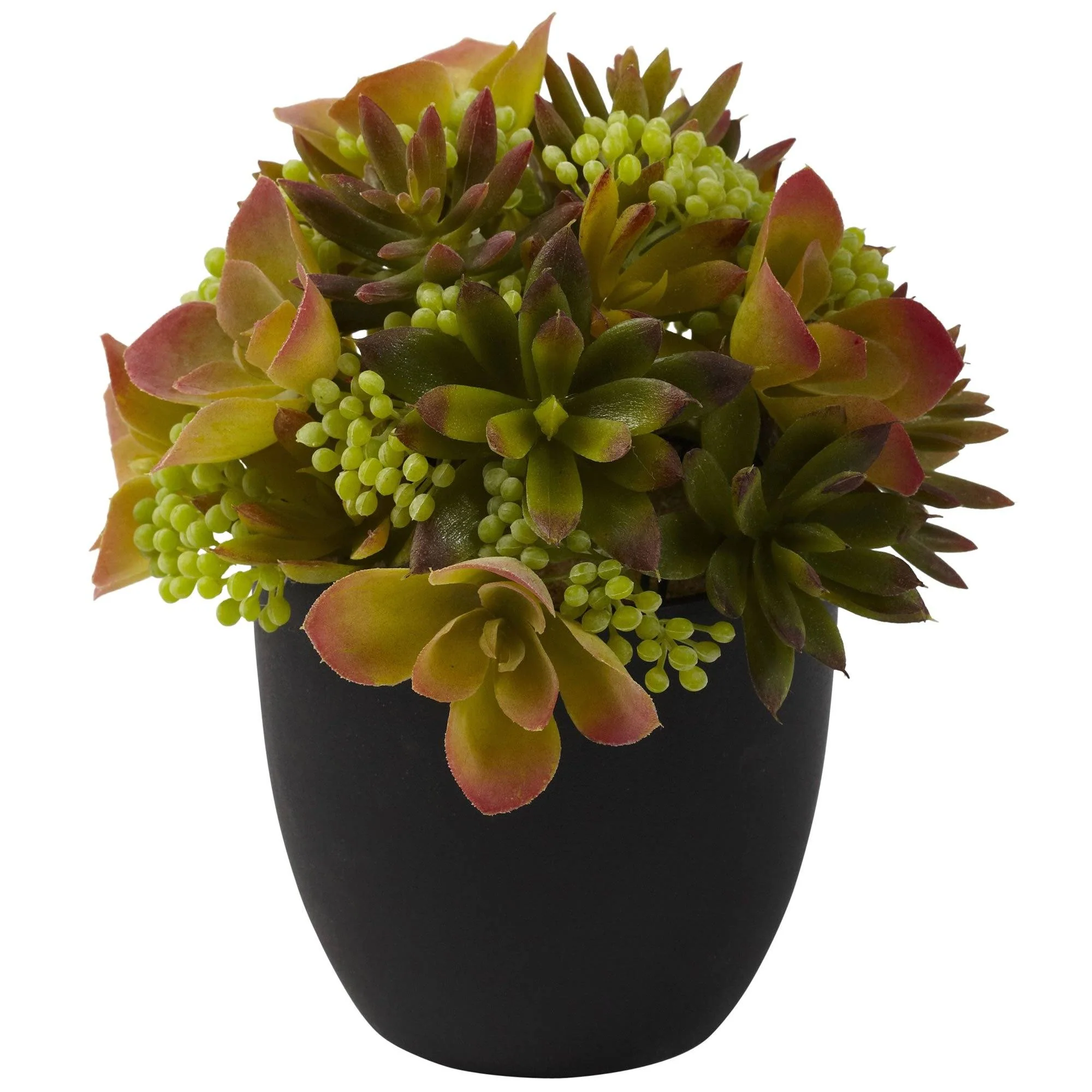 Mixed Succulent w/Black Planter (Set of 2) - Image 2