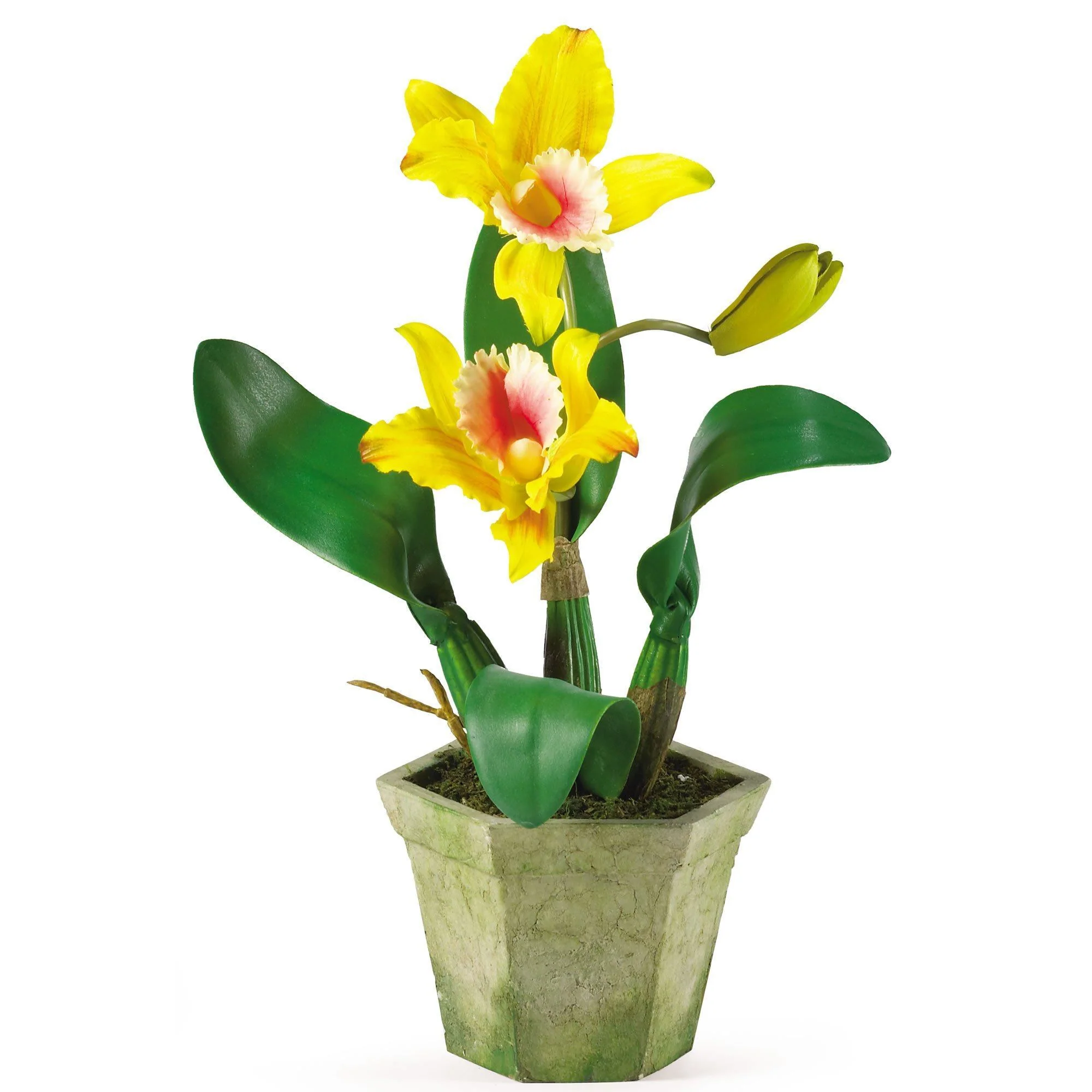 Potted Orchid Mix (Set of 3) - Image 10