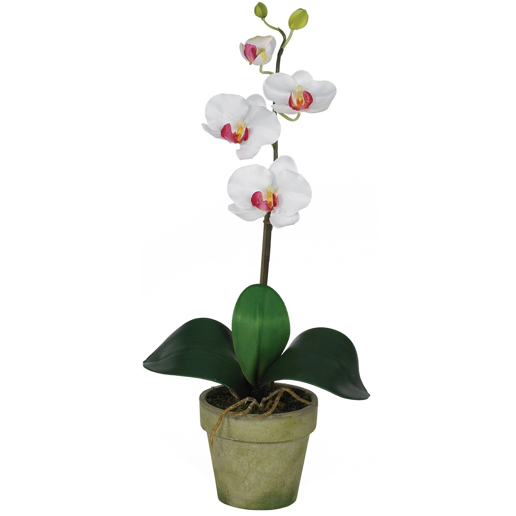 Potted Orchid Mix (Set of 3) - Image 12