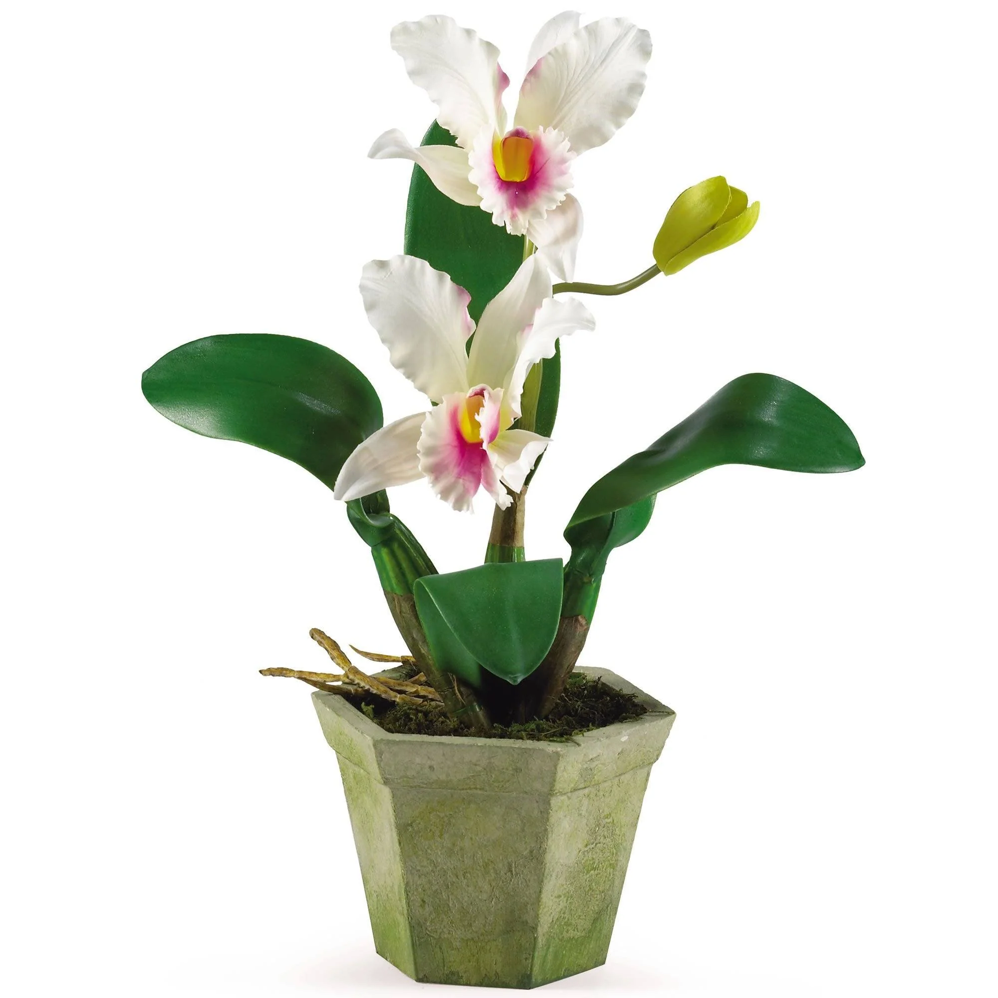 Potted Orchid Mix (Set of 3) - Image 2