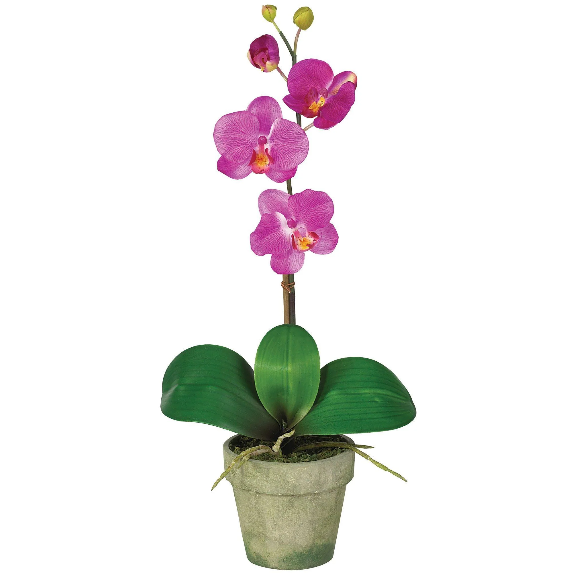 Potted Orchid Mix (Set of 3) - Image 4