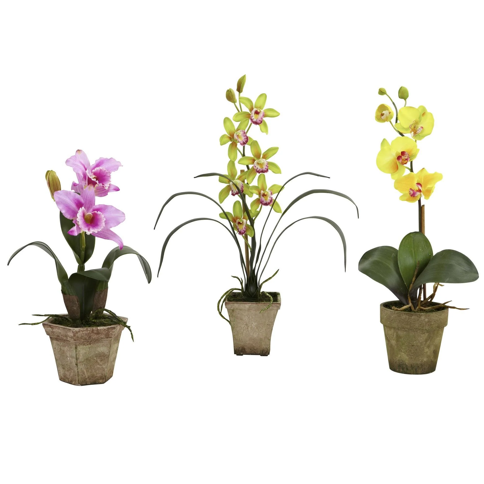 Potted Orchid Mix (Set of 3) - Image 5