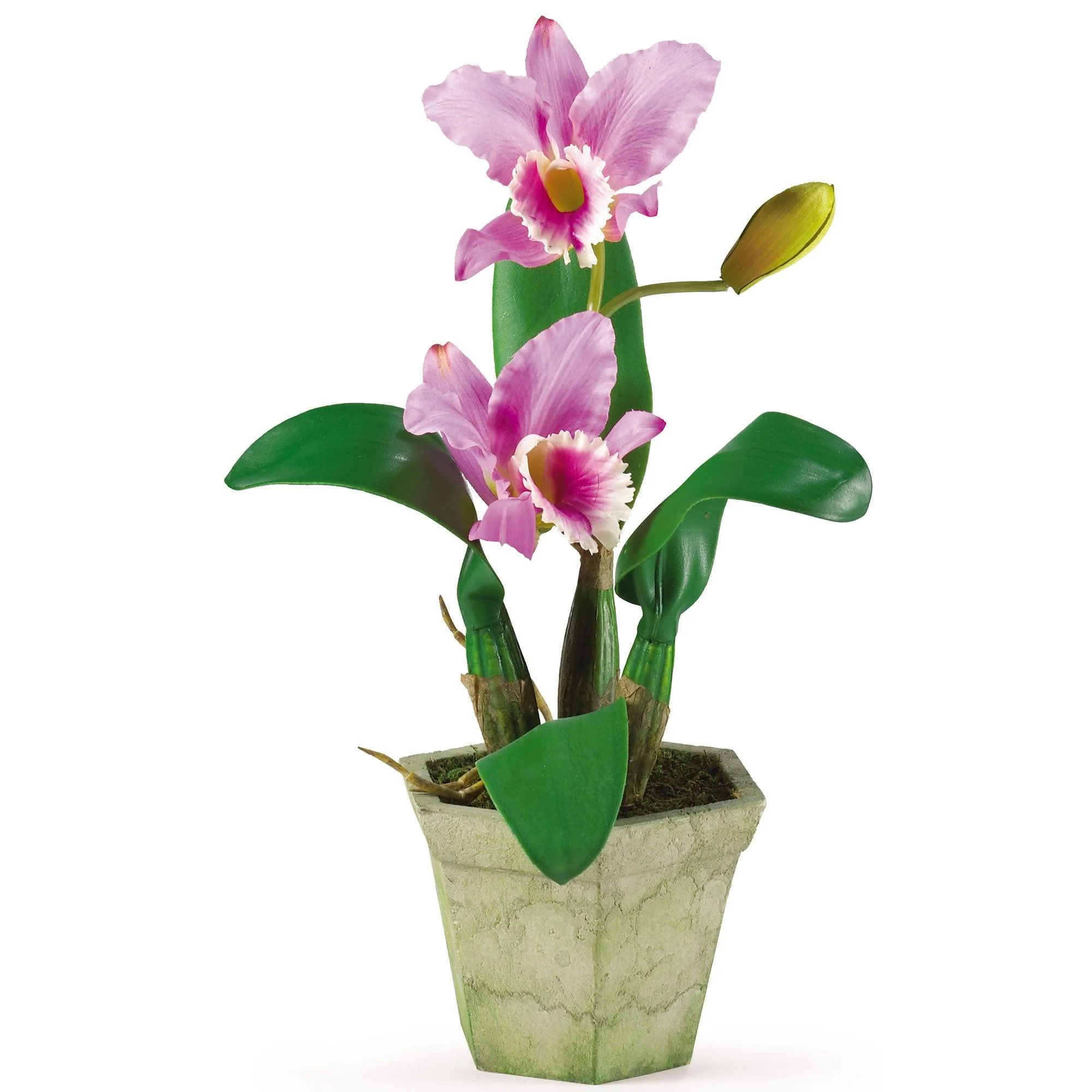 Potted Orchid Mix (Set of 3) - Image 6