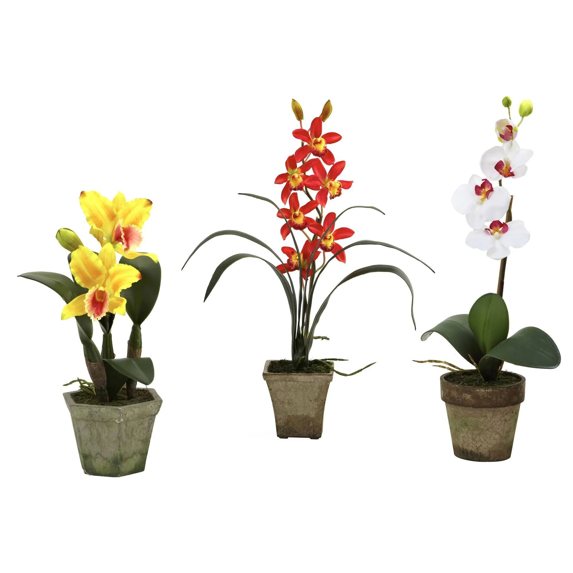 Potted Orchid Mix (Set of 3) - Image 9