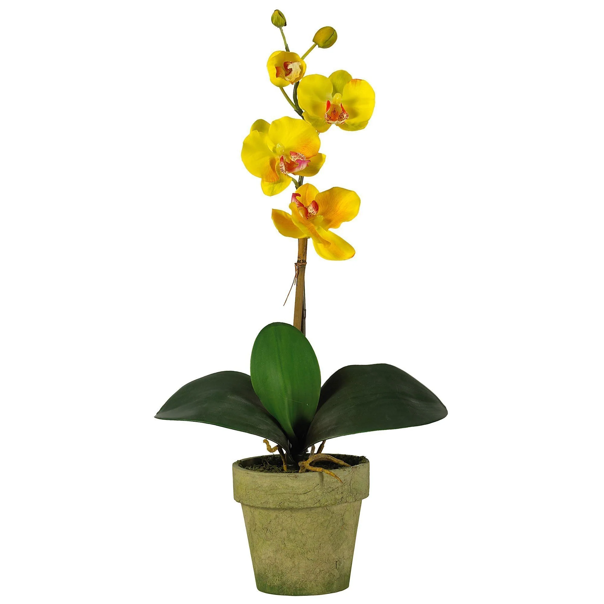 Potted Phalaenopsis (Set of 3) - Image 4