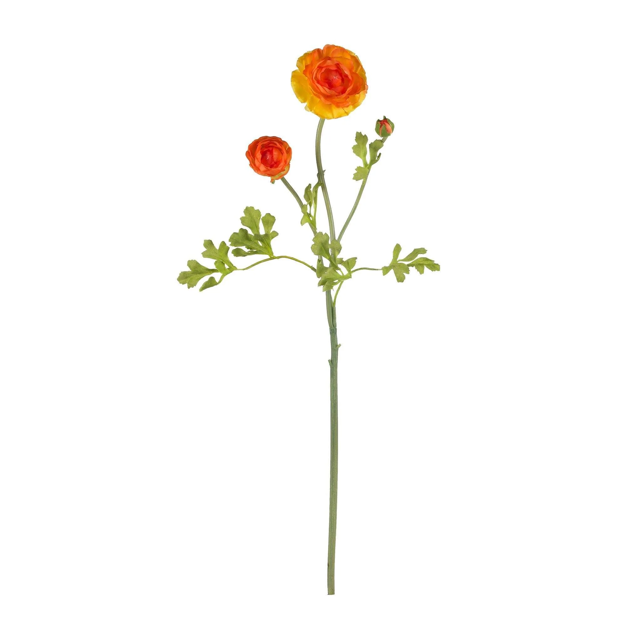 23" Ranunculus Stem (Set of 12)" - Image 3