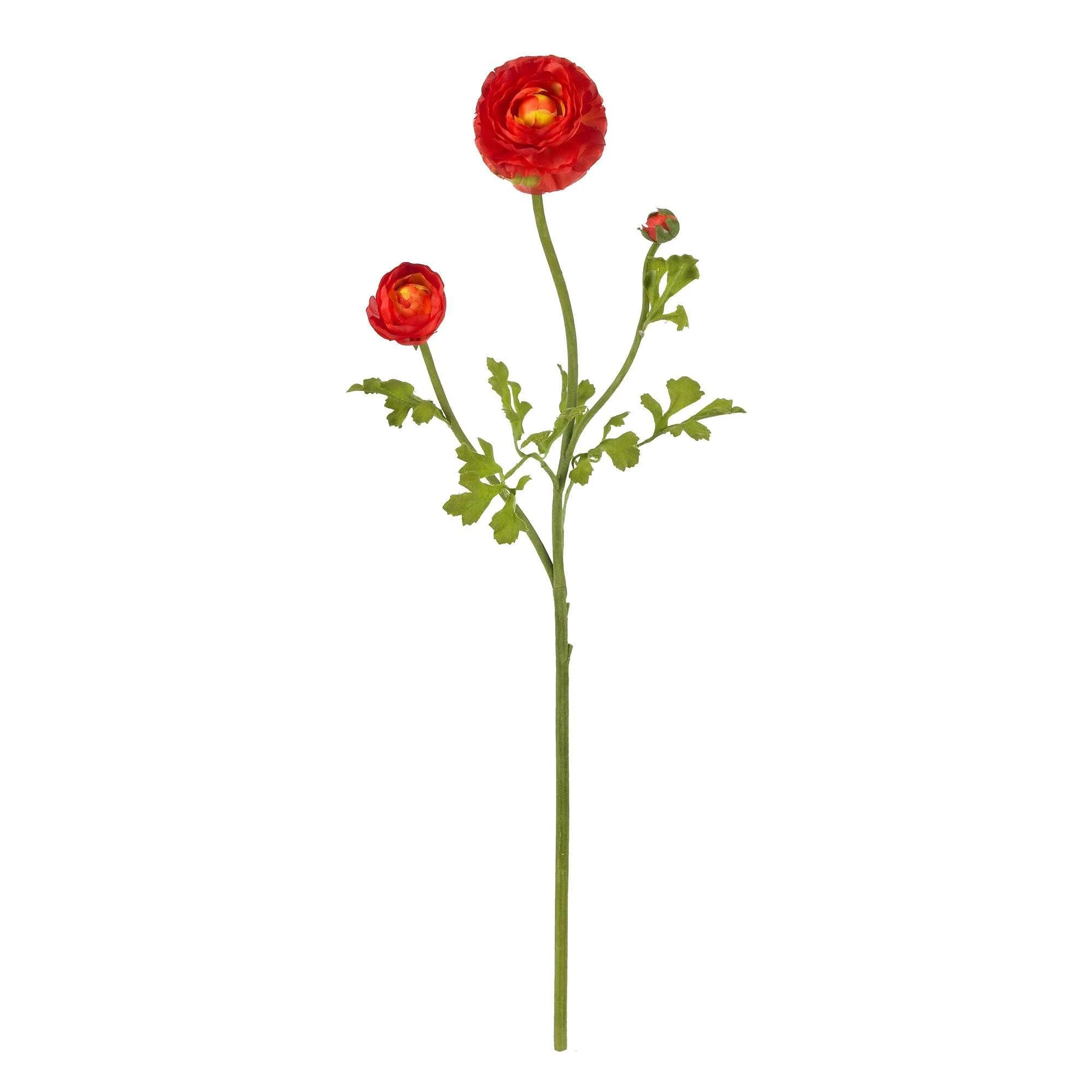 23" Ranunculus Stem (Set of 12)" - Image 5