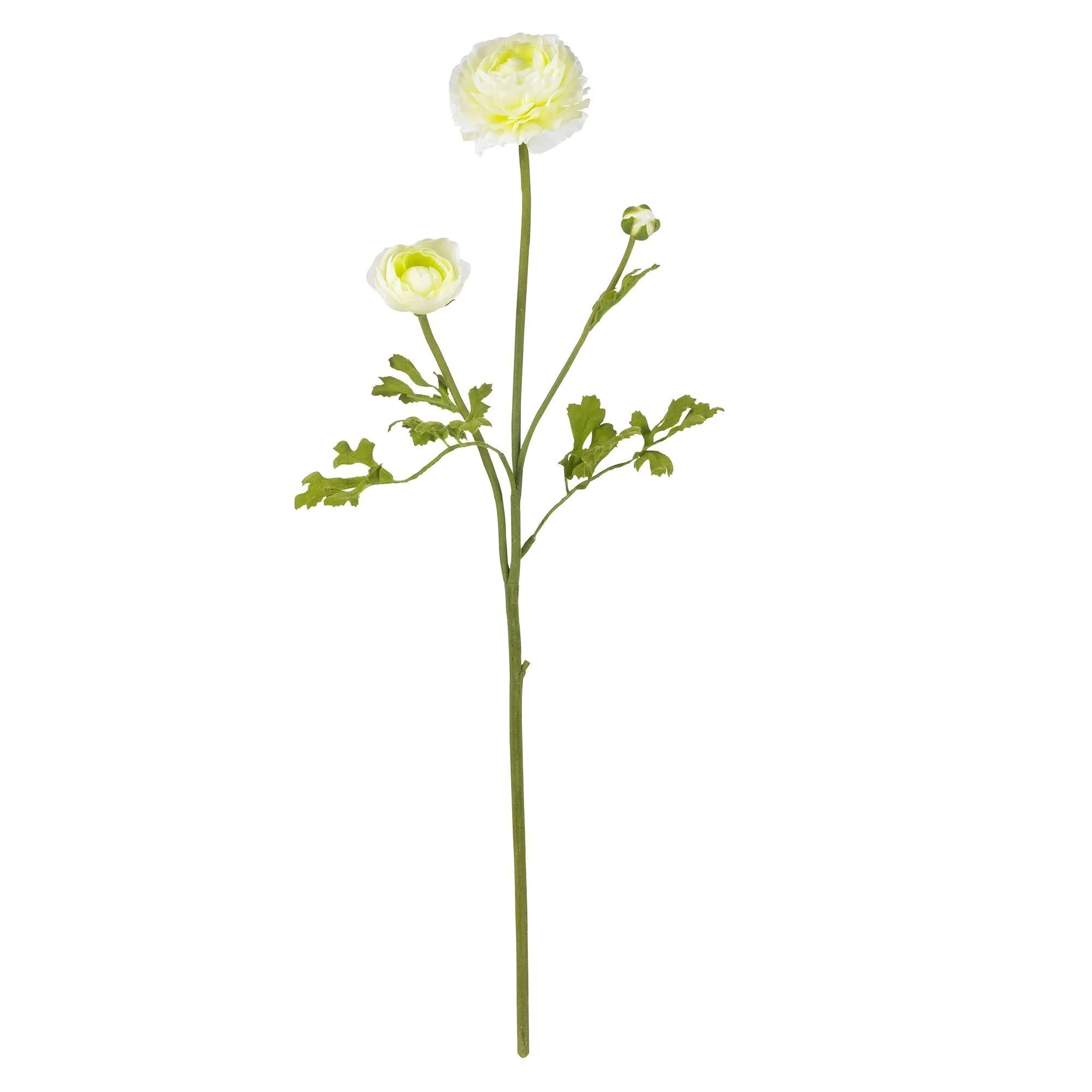 23" Ranunculus Stem (Set of 12)" - Image 7