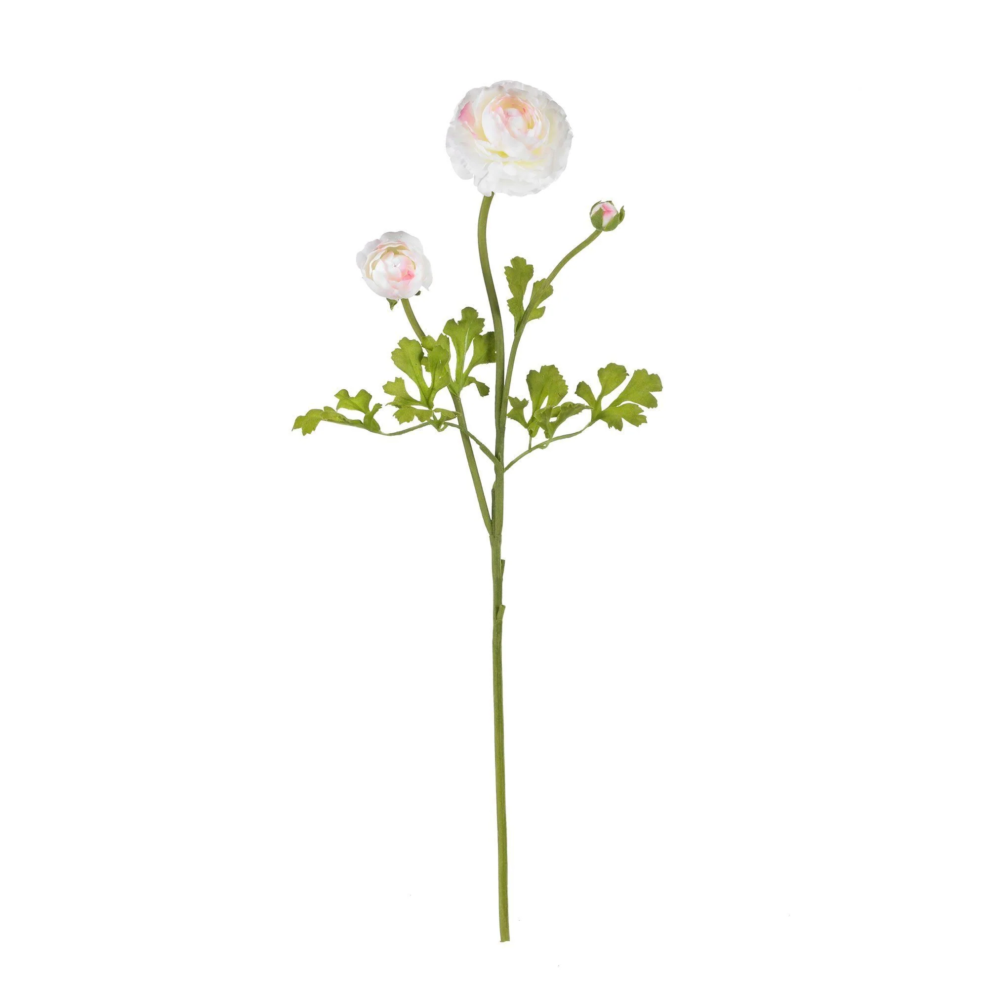 23" Ranunculus Stem (Set of 12)" - Image 9
